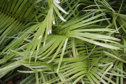 Zamia inermis